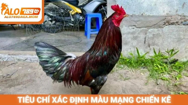 Tiêu chí xác định màu mạng chiến kê