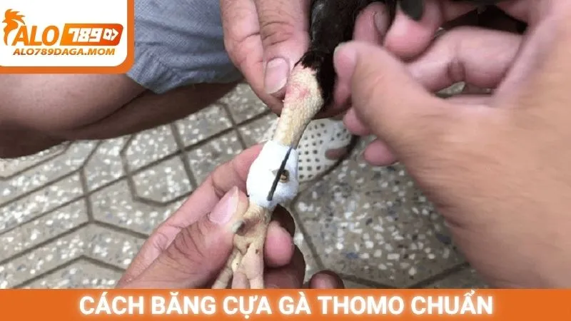 Cách băng cựa gà Thomo chuẩn