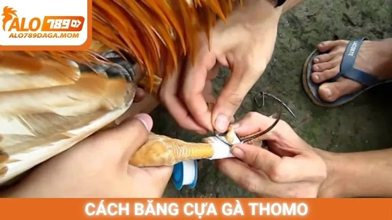 Cách băng cựa gà Thomo