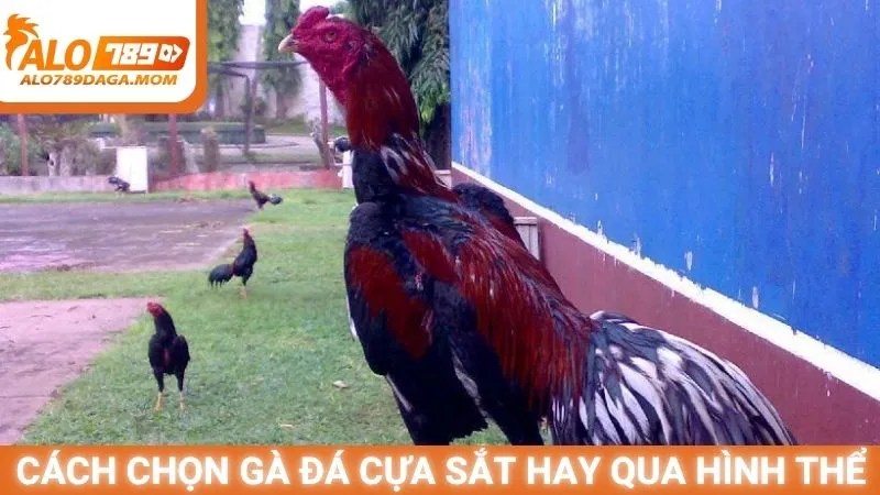 Cách chọn gà đá cựa sắt hay qua hình thể
