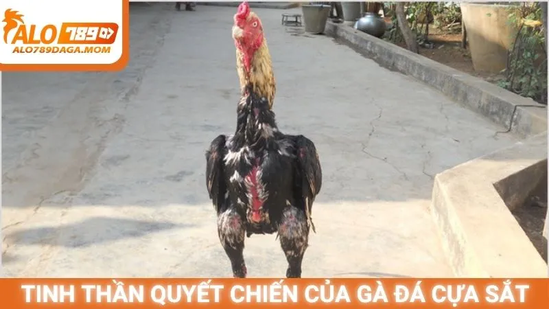 Tinh thần quyết chiến của gà đá cựa sắt