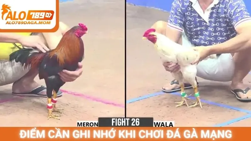 Điểm cần ghi nhớ khi chơi đá gà mạng