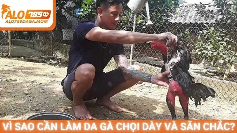 Vì sao cần làm da gà chọi dày và săn chắc?