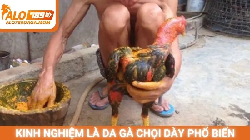 Kinh nghiệm là da gà chọi dày phổ biến