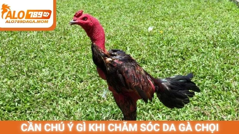 Cần chú ý gì khi chăm sóc da gà chọi
