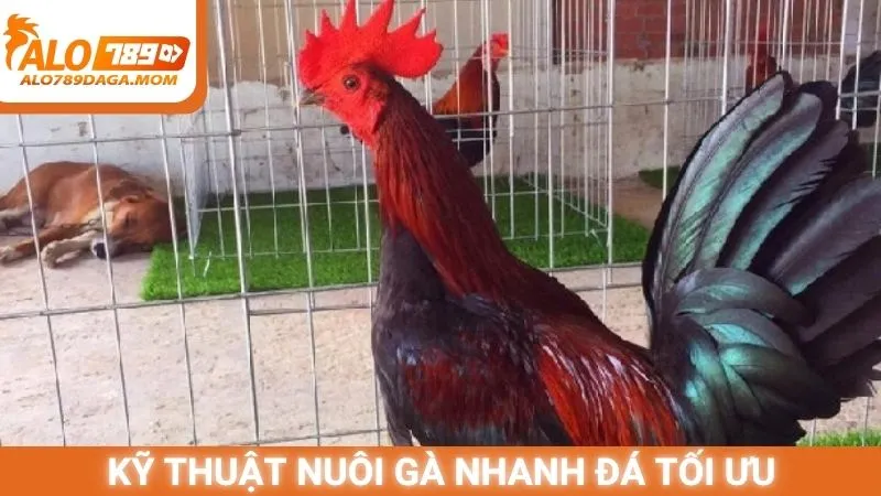 Kỹ thuật nuôi gà nhanh đá tối ưu