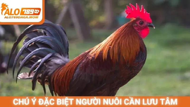 Chú ý đặc biệt người nuôi cần lưu tâm