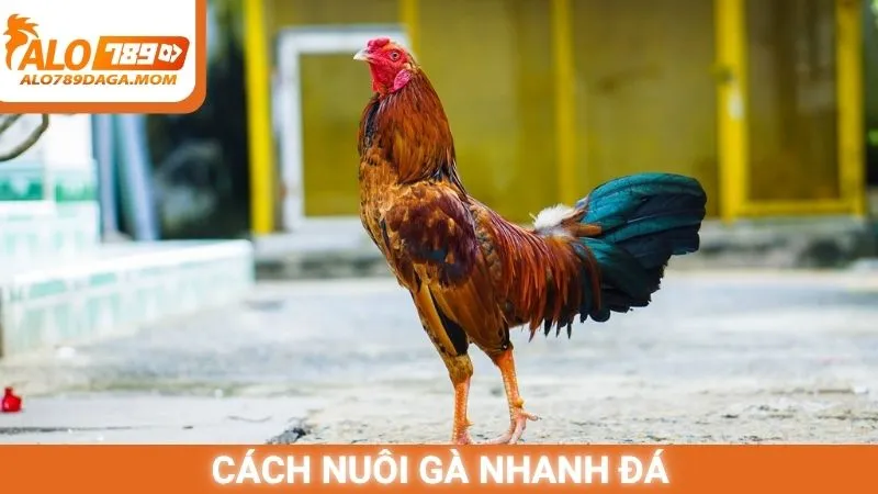 Cách nuôi gà nhanh đá