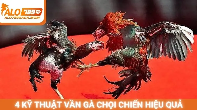 4 kỹ thuật vần gà chọi chiến hiệu quả