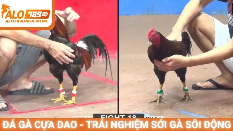 Đá gà cựa dao - Trải nghiệm sới gà sôi động