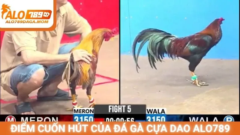 Điểm cuốn hút của đá gà cựa dao Alo789