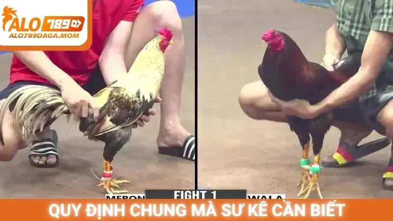 Quy định chung mà sư kê cần biết