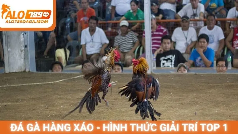 Đá gà hàng xáo - Hình thức giải trí top 1