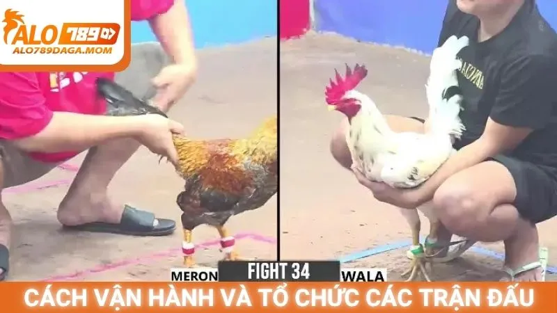 Cách vận hành và tổ chức các trận đấu