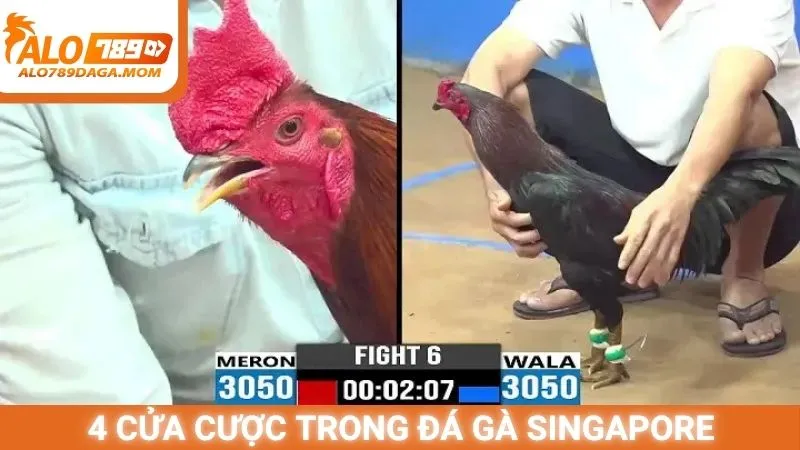 4 cửa cược trong đá gà Singapore