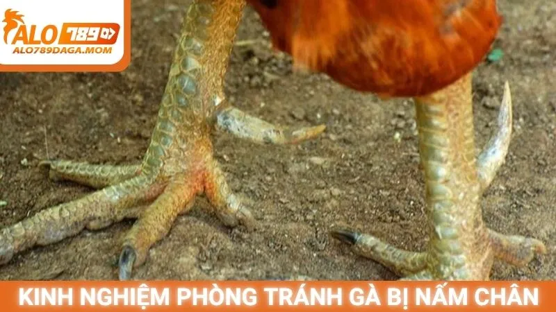 Kinh nghiệm phòng tránh gà bị nấm chân