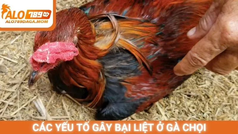 Các yếu tố gây bại liệt ở gà chọi
