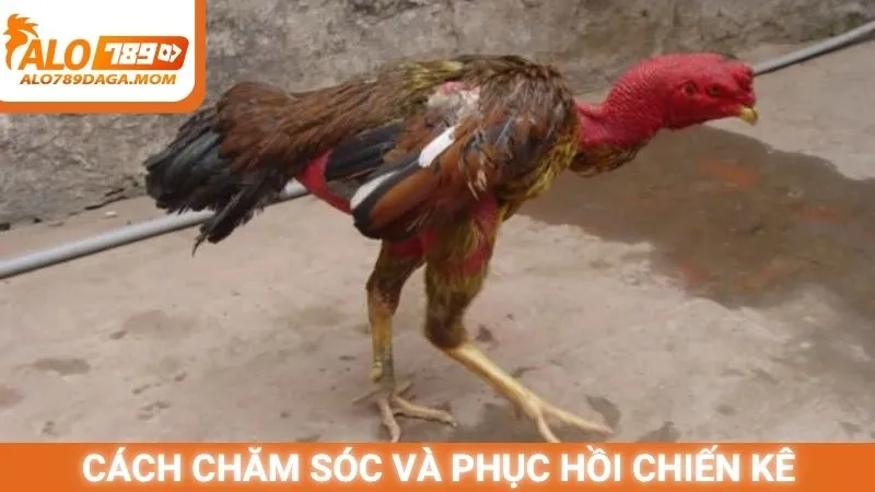 Cách chăm sóc và phục hồi chiến kê