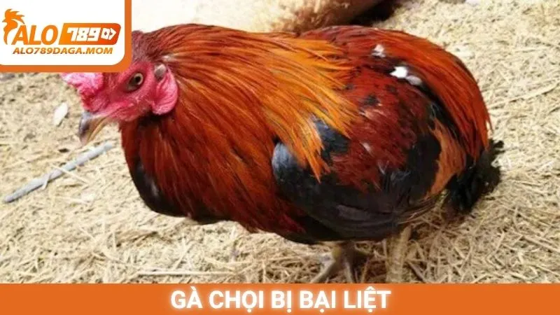 Gà chọi bị bại liệt