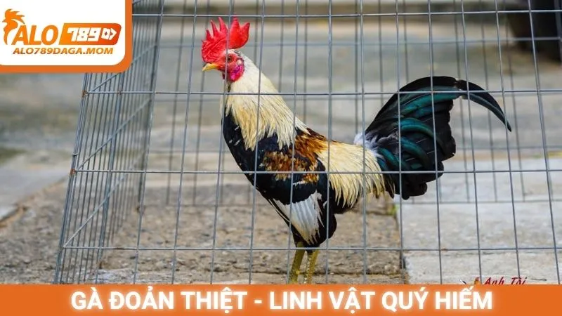 Gà đoản thiệt - Linh vật quý hiếm trong giới đá gà
