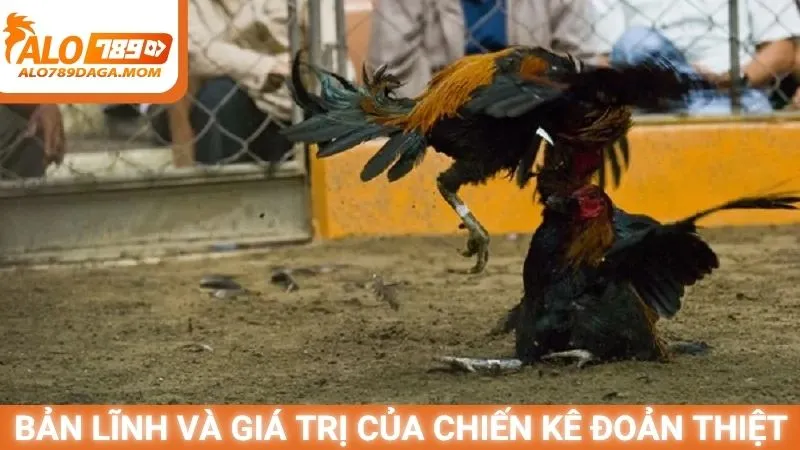 Bản lĩnh và giá trị của chiến kê đoản thiệt