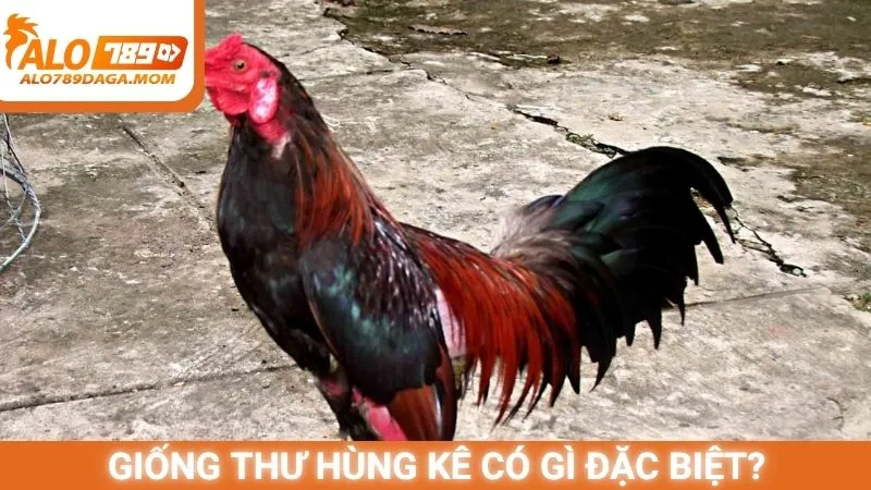 Giống Thư Hùng Kê có gì đặc biệt?