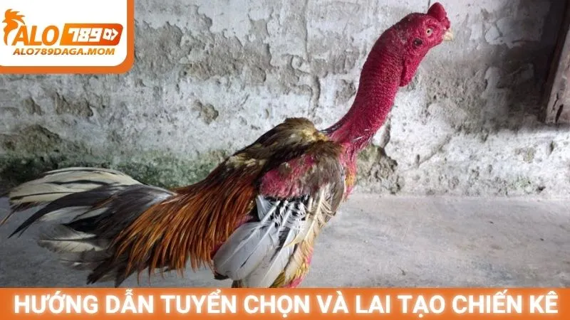 Hướng dẫn tuyển chọn và lai tạo gà Thư Hùng