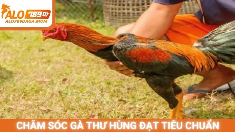 Chăm sóc gà Thư Hùng đạt tiêu chuẩn