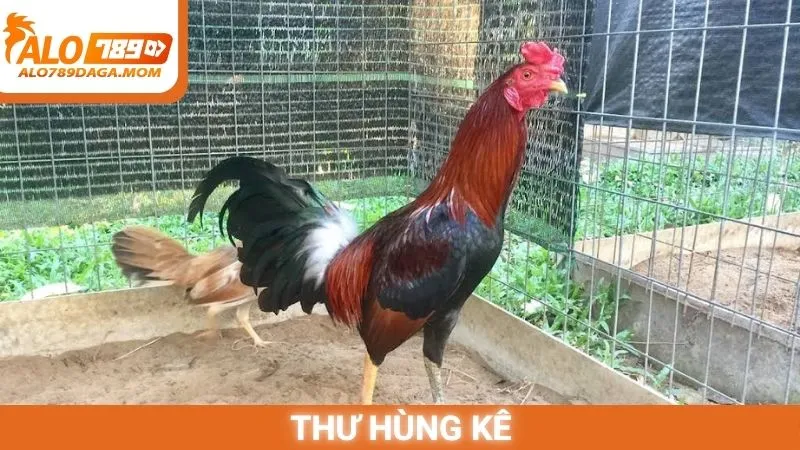 Thư hùng kê