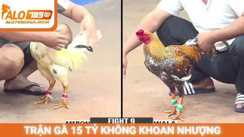 Trận gà 15 tỷ - Cuộc chiến không khoan nhượng