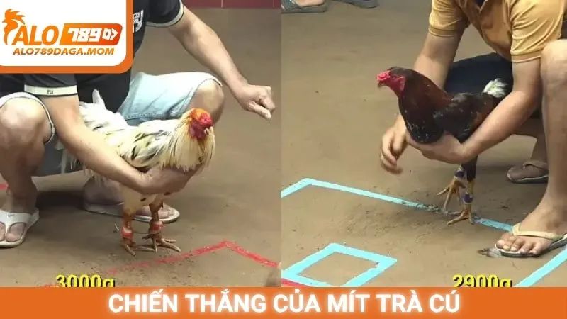 Chiến thắng của Mít Trà Cú