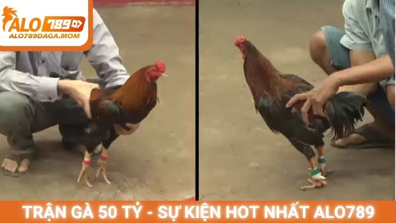 Trận gà 50 tỷ - Sự kiện hot nhất Alo789