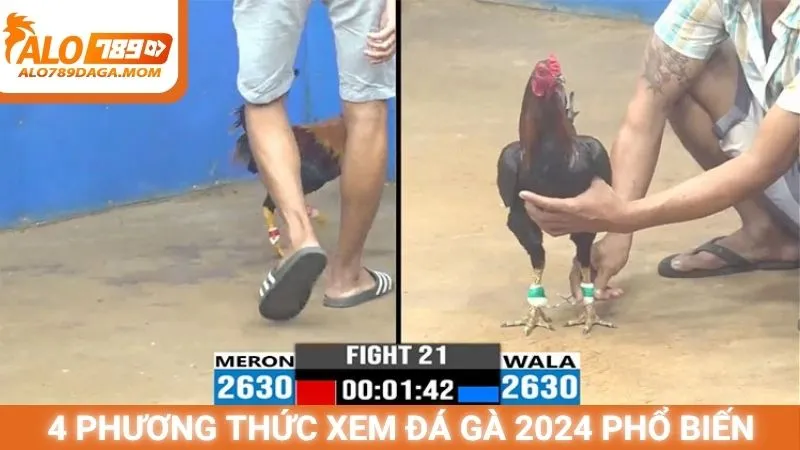 4 phương thức xem đá gà 2024 phổ biến